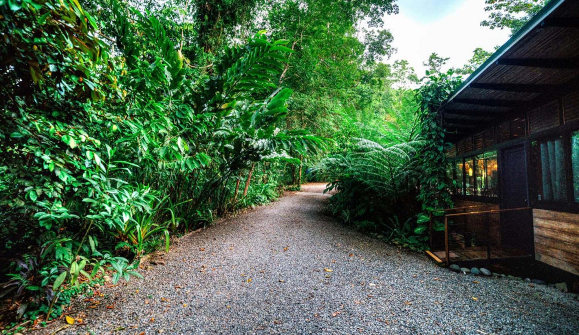 La Shamana - Ecological Concept In Jungle Villa Cahuita Exterior photo